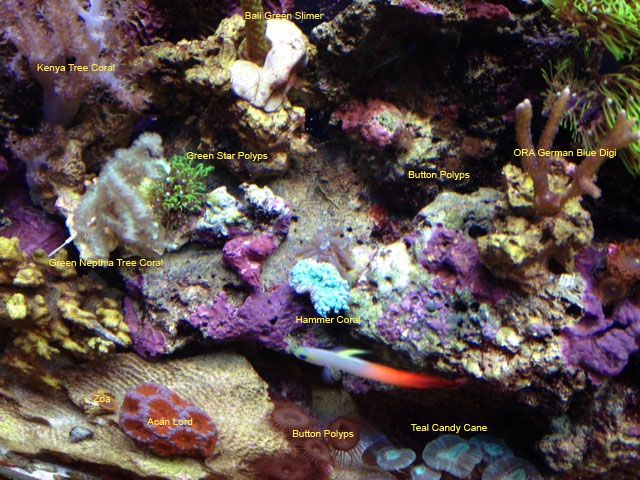 Hammer_surroundingcorals_zps4cb4e410.jpg