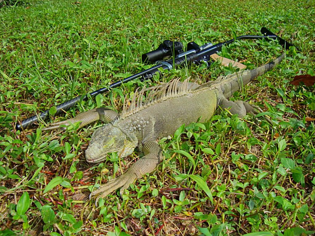 Airgun forum Iguana Terminator