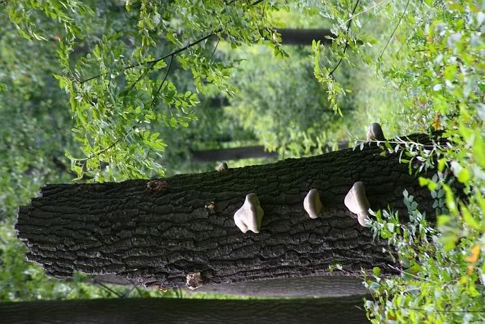 Dołączona grafika