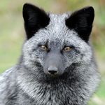 SilverFox_zpsaluwpfmp.jpg