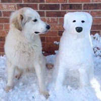 SnowDog_zpsqt2zvyks.jpg