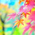 autumnal_zpse6377f2d.jpg