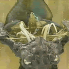 dragon1.gif