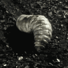 giant_maggot.gif