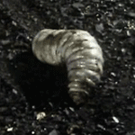 giant_maggot_zpsp6gyh6qr.gif