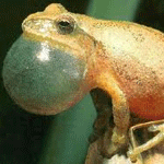greensac.gif