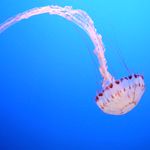 jellyfisssh.jpg
