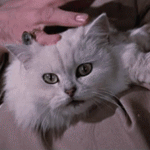 blofieldsCat_zpsmgjpyvyi.gif