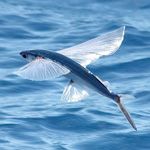 FlyingFish_zpsc7bdbdff.jpg