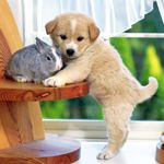 PuppyVsBunny_zpsiozowchu.jpg