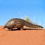 pangolin_zpshxpjlijx.jpg