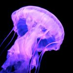 purpleJellyfish_zps3jo45wuj.jpg