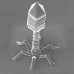 bacteriophage_zpsahk67uat.jpg