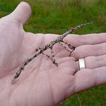 stickInsect_zps0cd53b5c.jpg