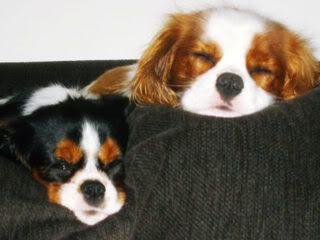 King Charles Spaniel