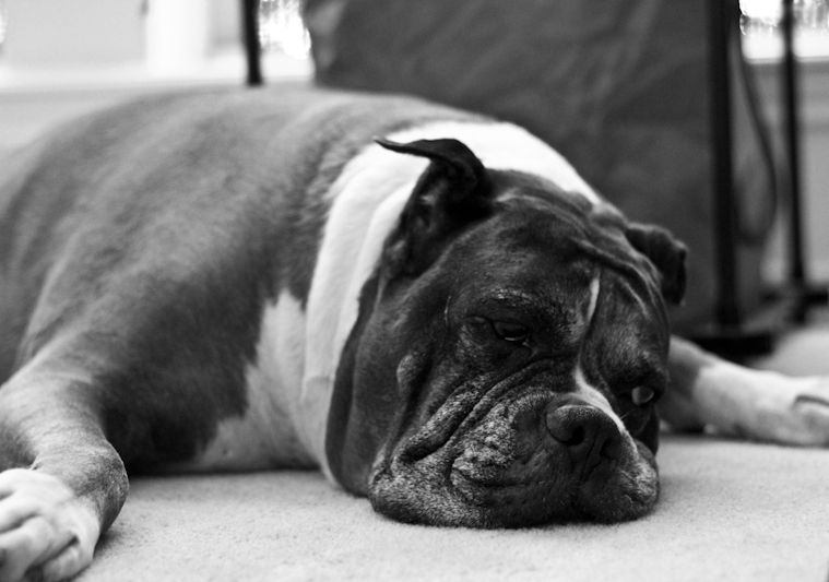 IMAGE: http://i160.photobucket.com/albums/t199/hotled1944/odieBW.jpg