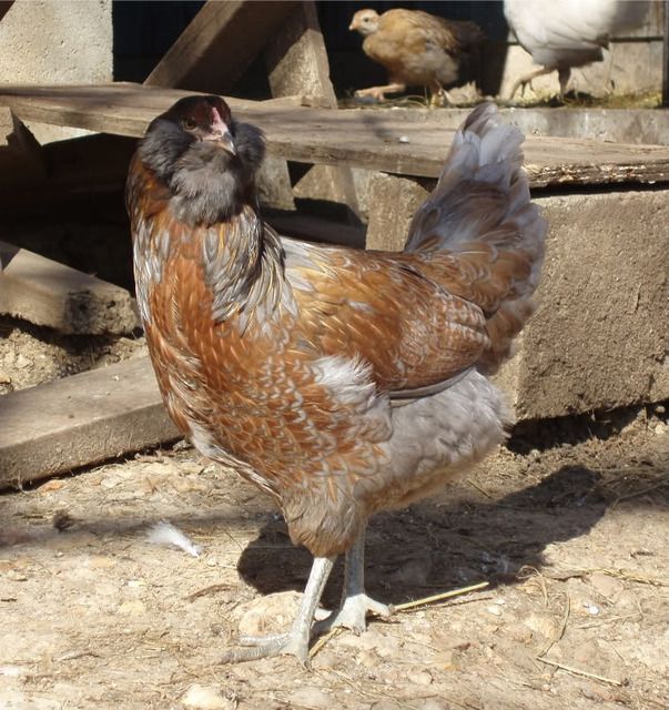 http://i160.photobucket.com/albums/t199/storminthenight/Chickens/Picture010-3.jpg