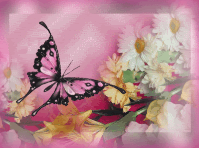 Butterfly Pictures, Images and Photos