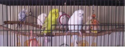 Flock1.jpg