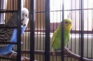 Flock2.jpg