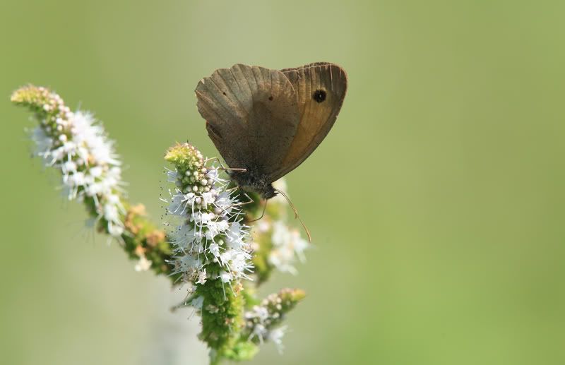 IMAGE: http://i160.photobucket.com/albums/t200/WRIGHTY_2007/1TDW3132.jpg