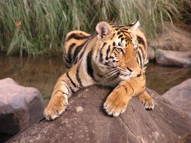 Endangered Tigers Research