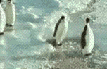 32.gif Penguin image by redrubi14