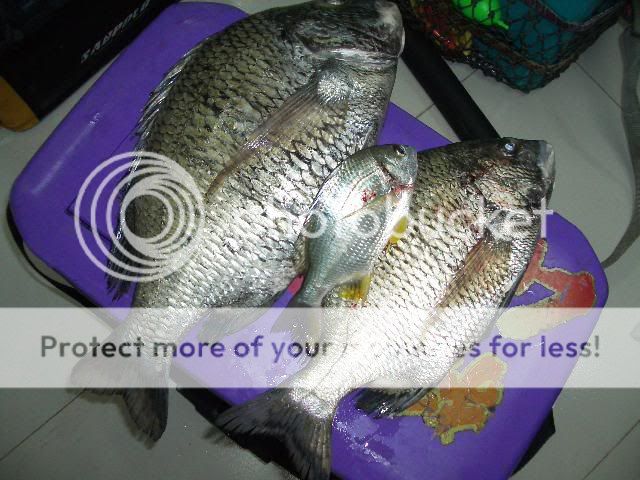 鱼乐网 69 鱼乐专题 69 iso 矶钓 69 我都拉牛 [/img]   [img]