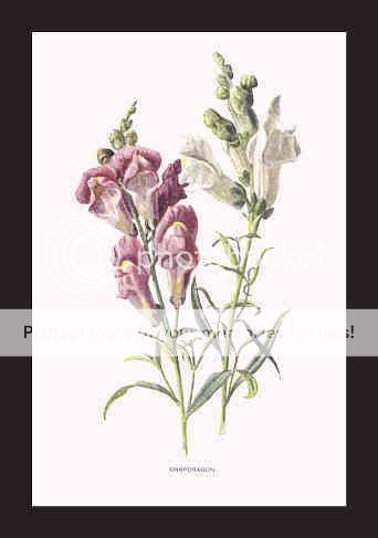 SNAPDRAGON    1890s Botanical Lithograph  